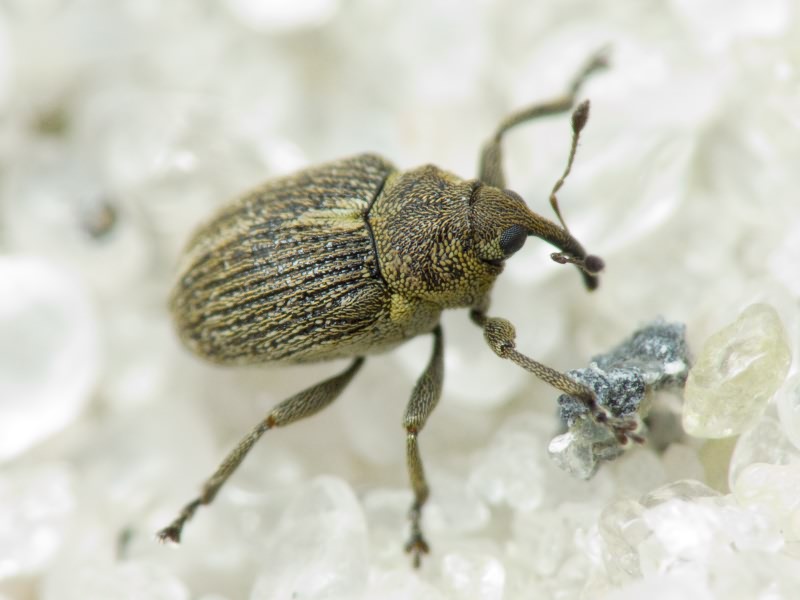 Ceutorhynchus typhae (Herbst, 1795)